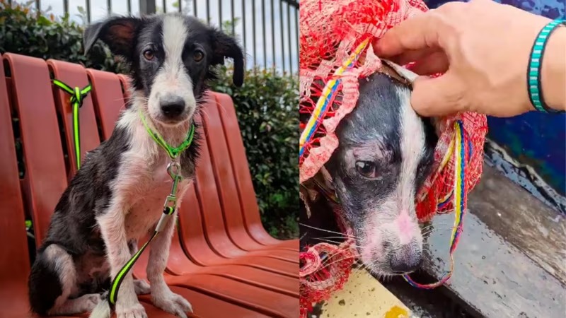 Magdalena, la perrita que fue lanzada al río ya tiene un nuevo hogar