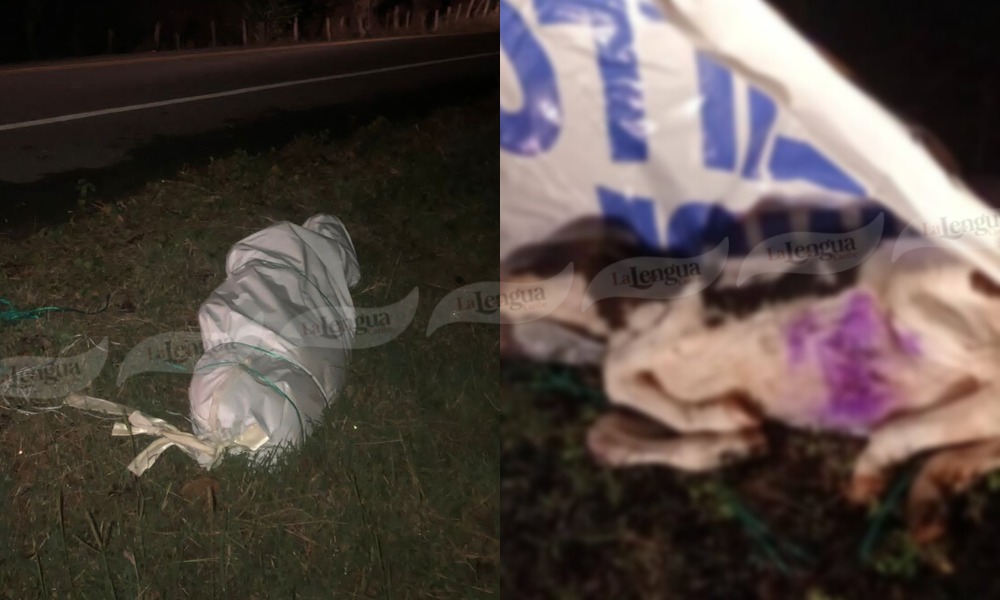 Bolsa hallada en Pueblo Nuevo no contenía restos humanos, era un ternero muerto