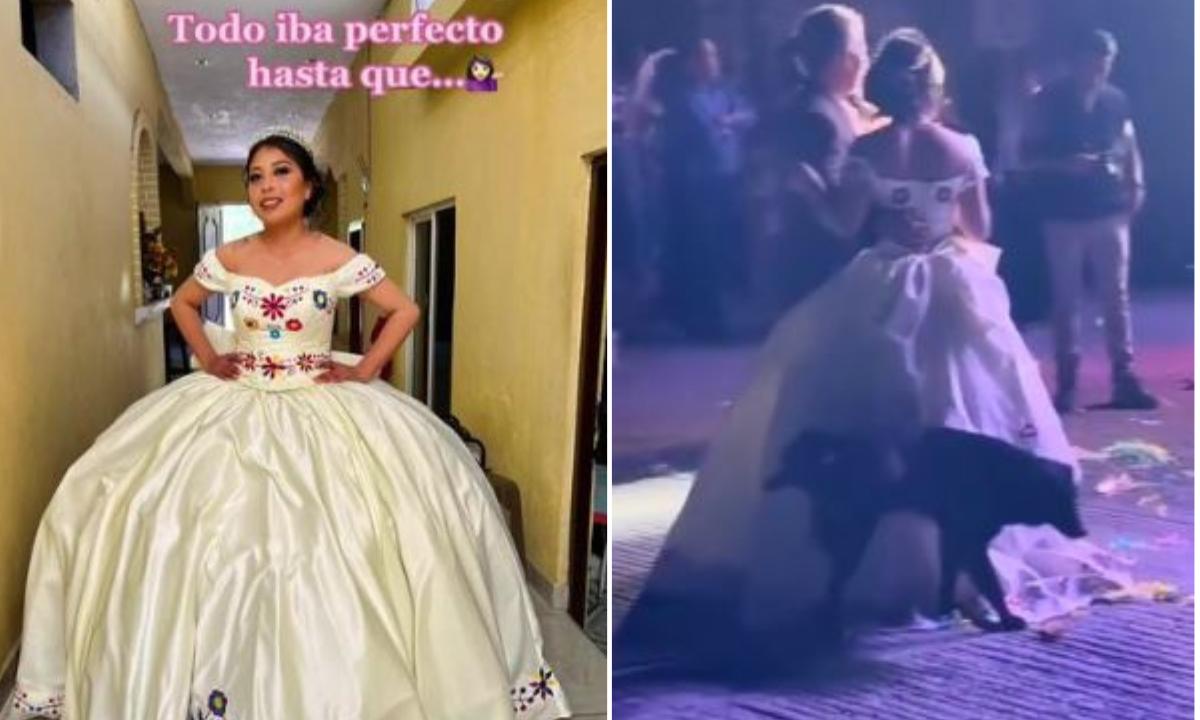 En plena fiesta, perro orinó el vestido de la quinceañera