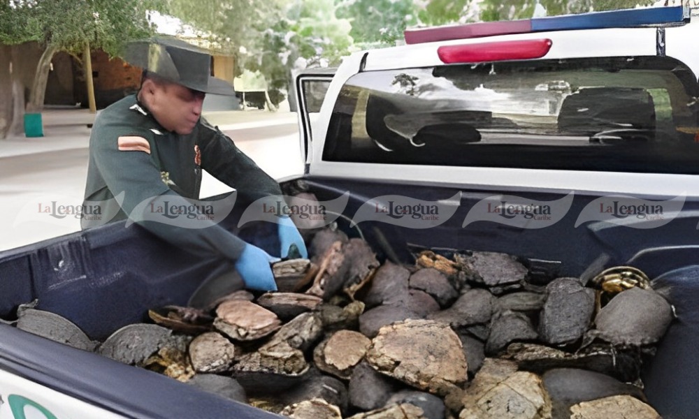 466 hicoteas han sido rescatadas en el departamento de Córdoba
