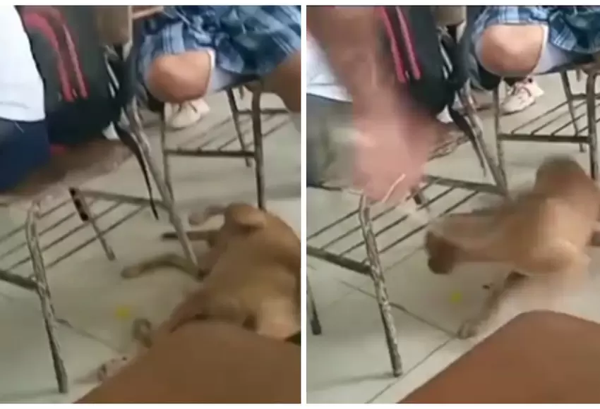 ¡Qué inhumano! profesor golpeó en pleno salón de clase a un perro en Momil