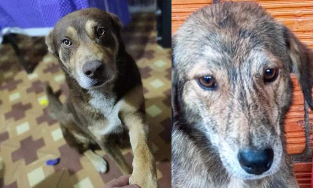 Condenan a personas que mataron a cuchillos a perros