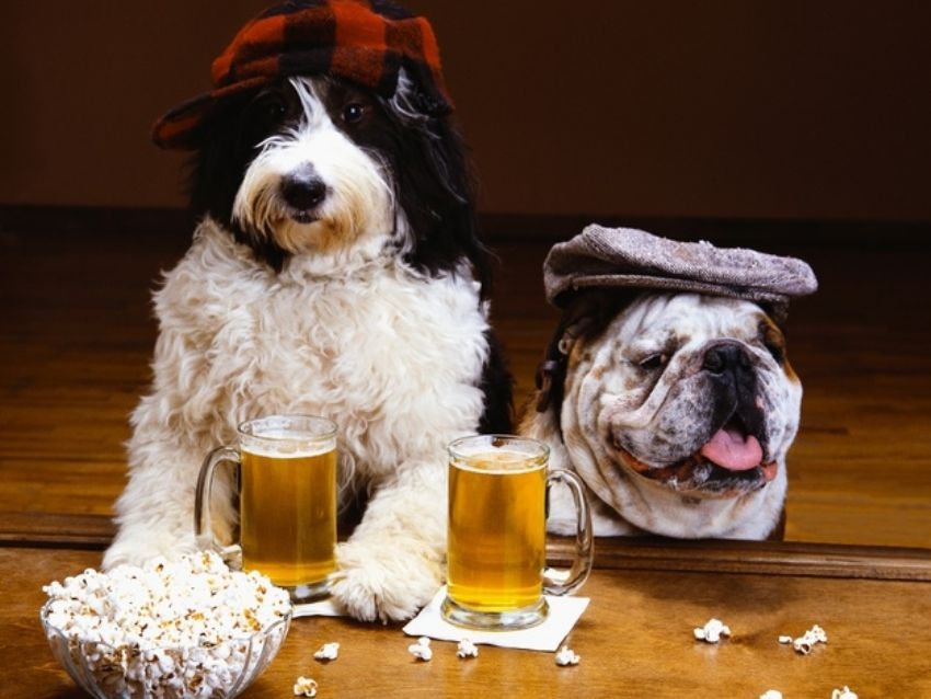 ¡Cerveza para perros! la nueva apuesta de Bucaramanga que busca incluir a los ‘peluditos’ en el ‘PolaFest’