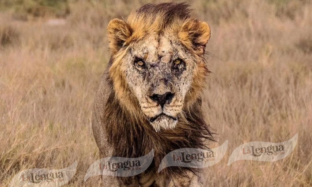 Mataron en África al león más viejo en el mundo, Loonkito