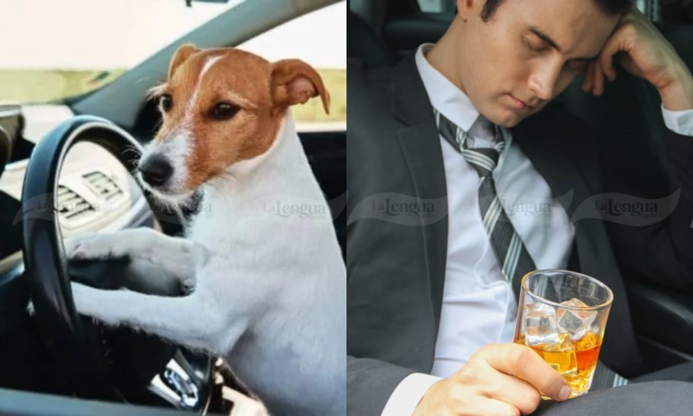 ¡Insólito! Conductor borracho cambió de asiento con su perro para evitar ser arrestado