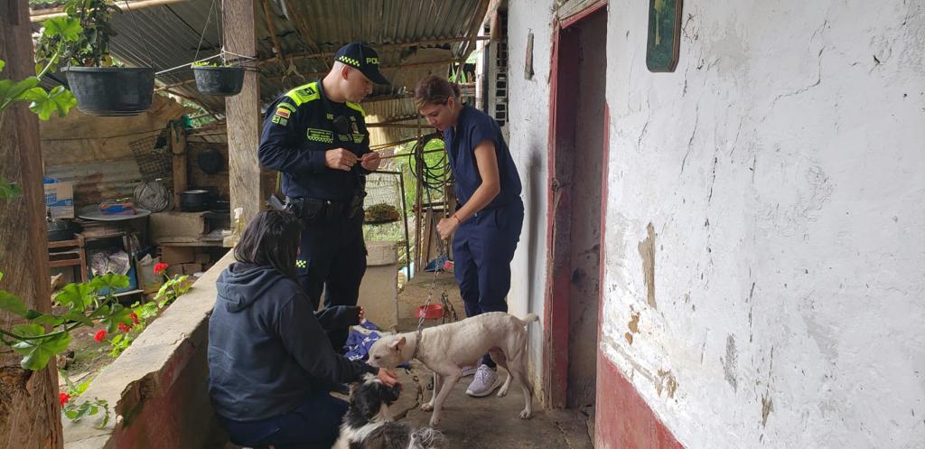 Rescatan a perrita pitbull que tenían maltratada y en malas condiciones de salud