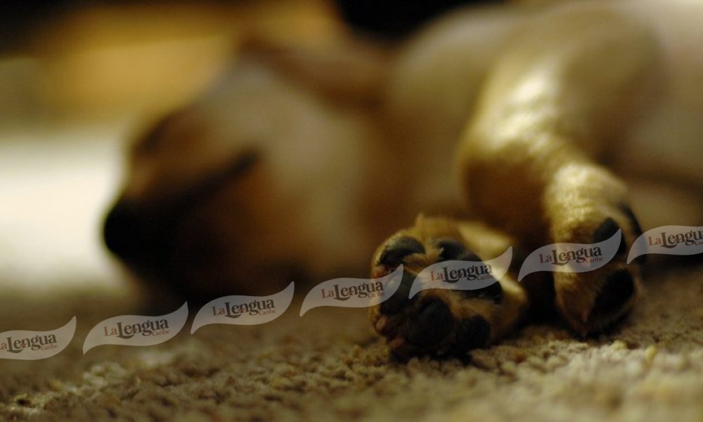 Comunidad cereteana denuncia envenenamiento masivo de perros