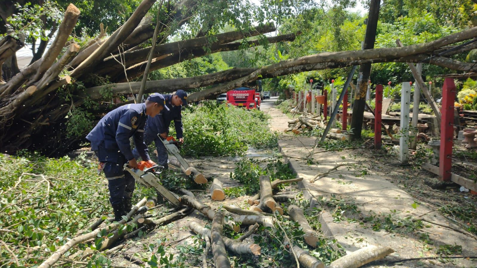 Bomberos retiran árboles caídos por fuertes lluvias en Montería