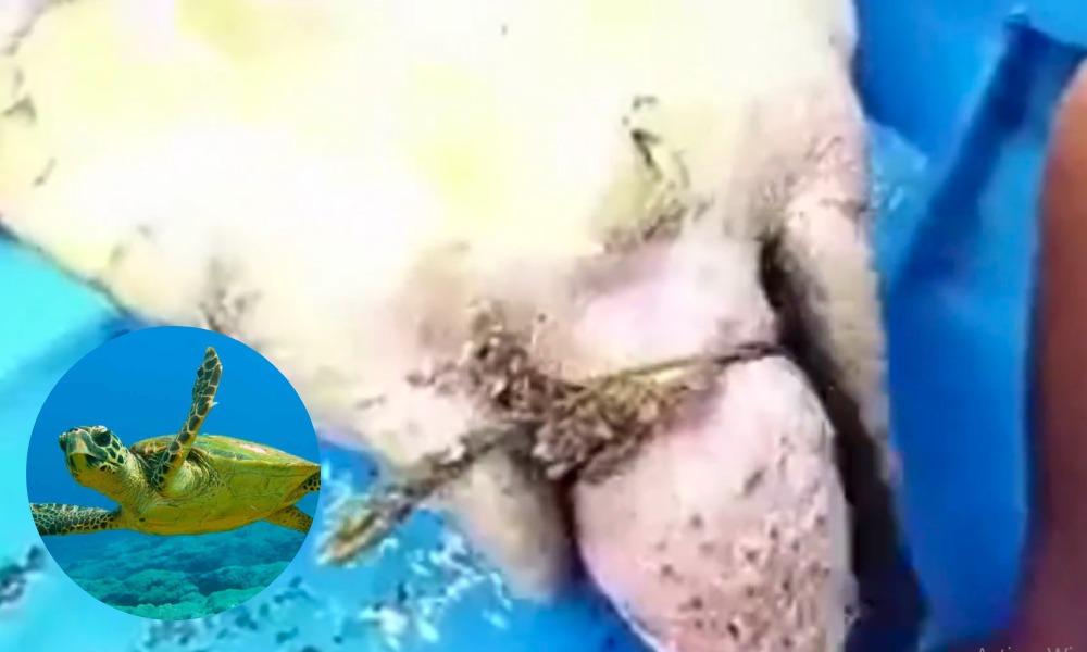 Hermoso video del rescate de una tortuga marina, ha cautivado a miles de personas