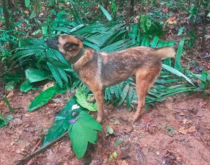 ¿Qué pasará con Wilson? el perrito que encontró a los 4 niños y ahora está perdido en la selva