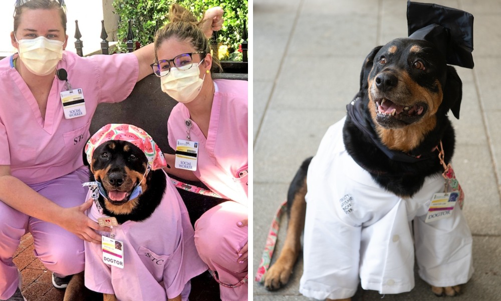 Loki, una perrita terapeuta que recibió ‘dogtorado’ por ayudar a pacientes durante el Covid