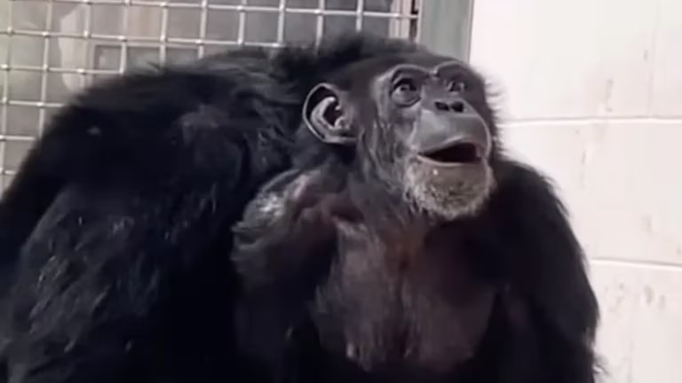 Vanilla, una chimpancé que vio el cielo por primera vez, tras 29 años en un laboratorio