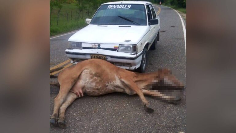Las vacas sin control en Moñitos, accidente dejó un herido y una res muerta