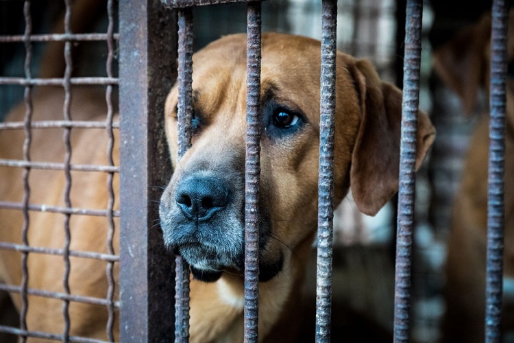 En Corea del Sur presentan propuesta para prohibir el consumo de carne de perros