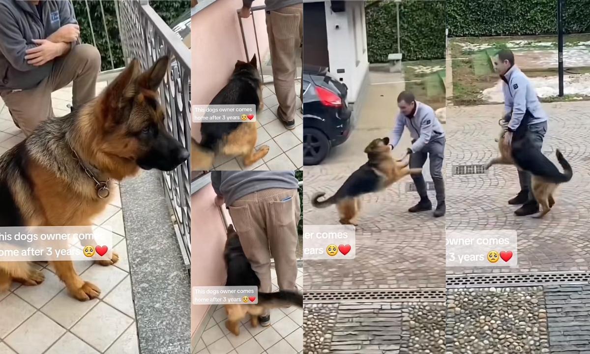 Conmovedor reencuentro entre un perro y su dueño tras tres años sin verse, ha emocionado las redes sociales