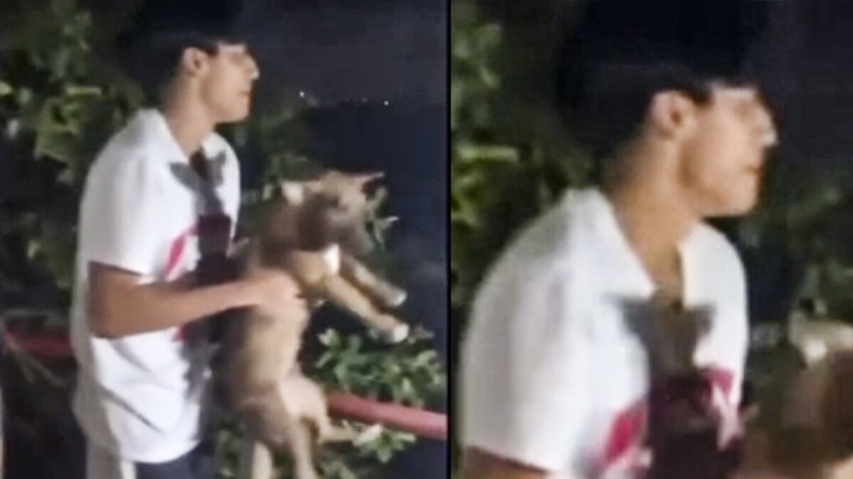 ¡Qué inhumanos! Jóvenes lanzan a un perrito al mar desde un balcón para ‘enseñarle a nadar’