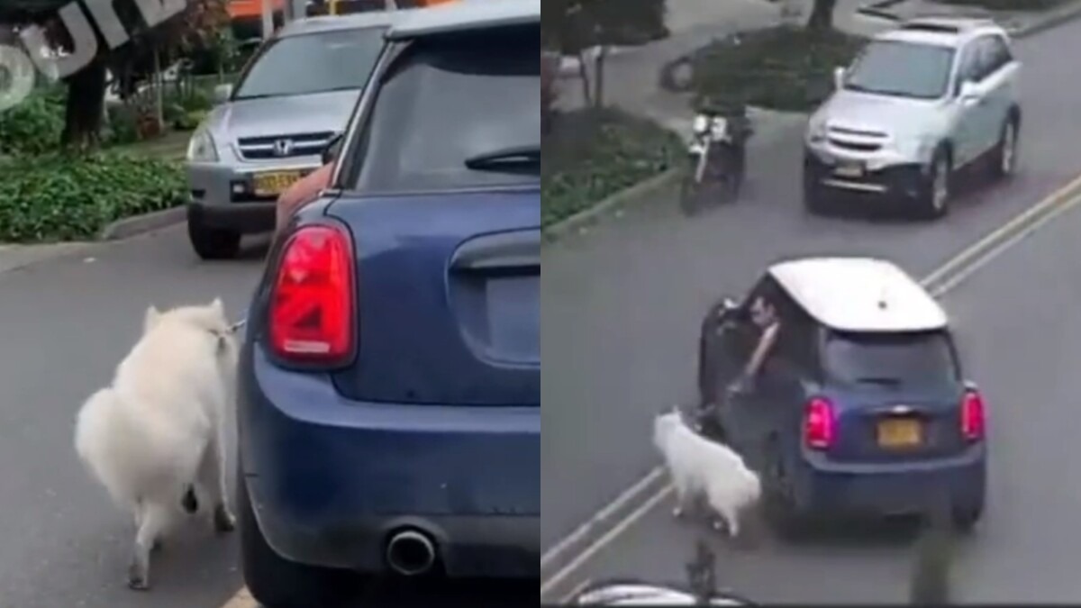 Indignación por hombre que arrastró su perro desde su vehículo para que no se lo ensuciara