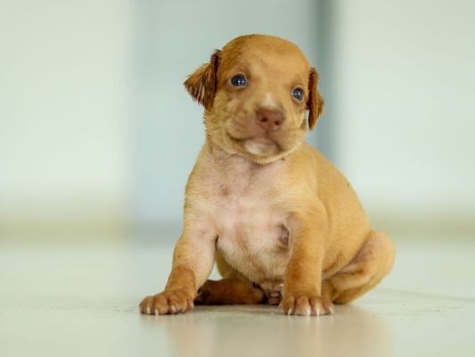 ¡Atentos! En Montería se realizará jornada de sanidad y adopción animal