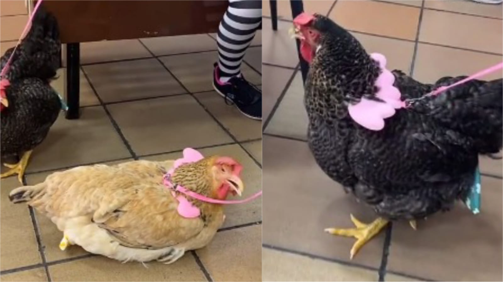 ¡De no creer! Con correas sacaron a pasear a dos gallinas en un centro comercial