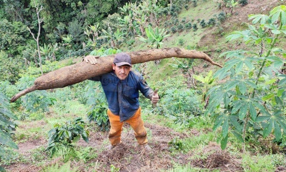 Agricultor cosechó tremendo “yucón”, pesa alrededor de 110 libras