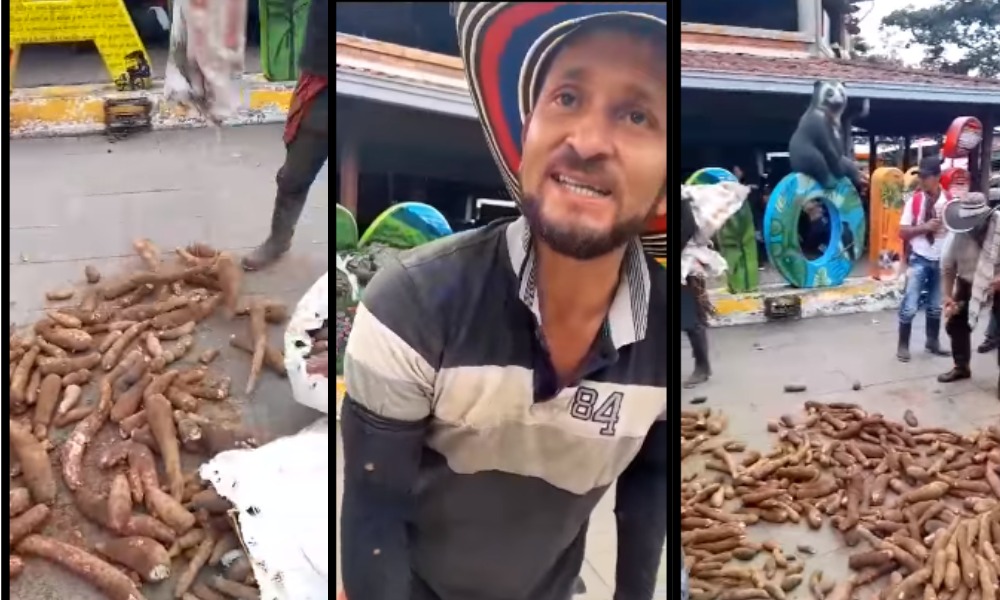 Qué pesar, a campesino le tocó regalar varios bultos de yuca porque no pudo venderlos en el mercado