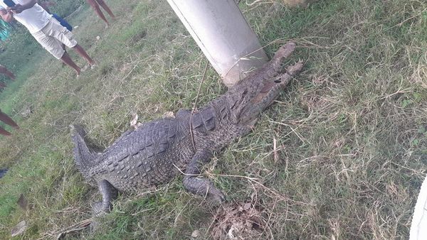 Caimán aguja generó pánico en San Bernardo del Viento, el animal fue capturado