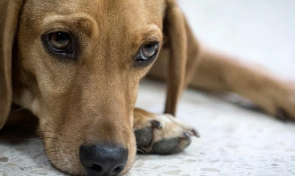 Se desquitó con un inocente, hombre mató a la perrita de su expareja en un ataque de celos