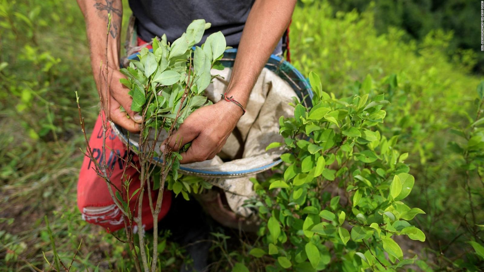 Justo en el gobierno de Petro: Colombia vuelve a romper récord de cultivos de coca
