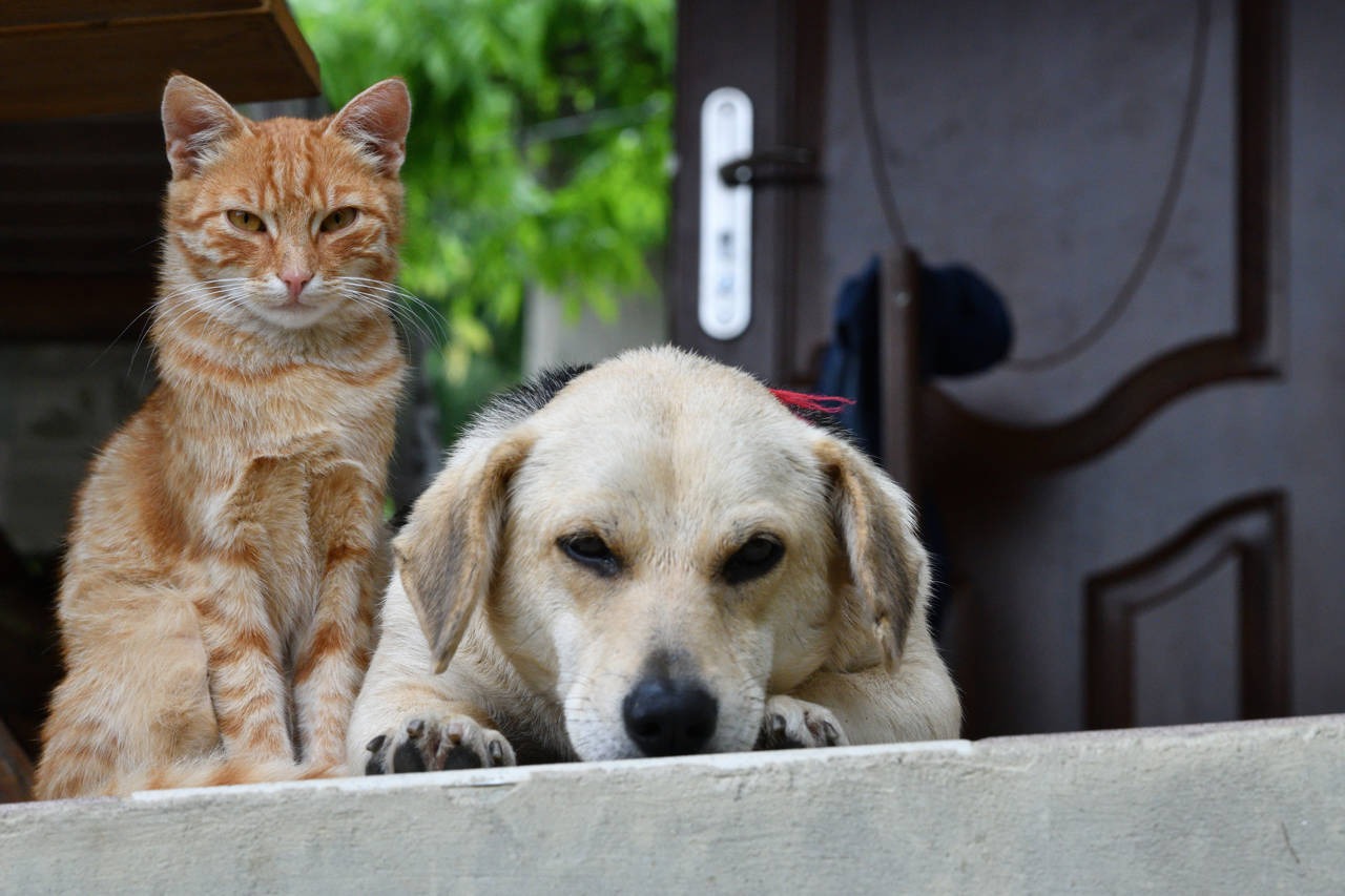 En el barrio Edmundo López están envenenando perros y gatos, piden ayuda a las autoridades