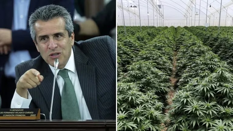 «La Marihuana debe empezar a ser legal y producir riqueza»: MinInterior sobre regulación del cannabis