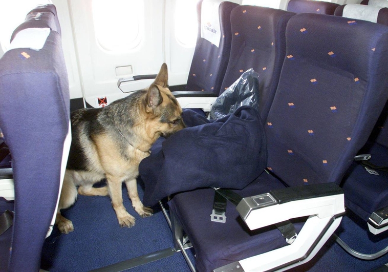 Aerolínea rembolsó $1,400 a pareja que se sentó junto a perro que tiraba pedos en viaje de 13 horas