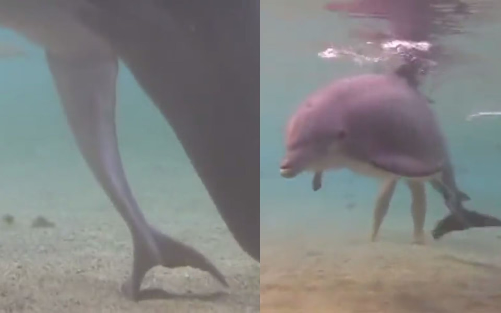 “El milagro de la vida”: el nacimiento de un delfín quedó grabado en video