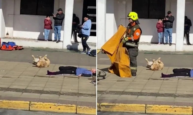 ¡Qué ternura! perritó «se hizo el herido» en simulacro de accidente vial