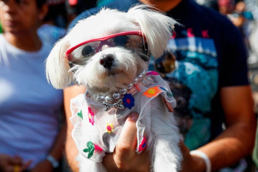 Por primera vez en Colombia tribunal reconoció a perro como miembro de una familia