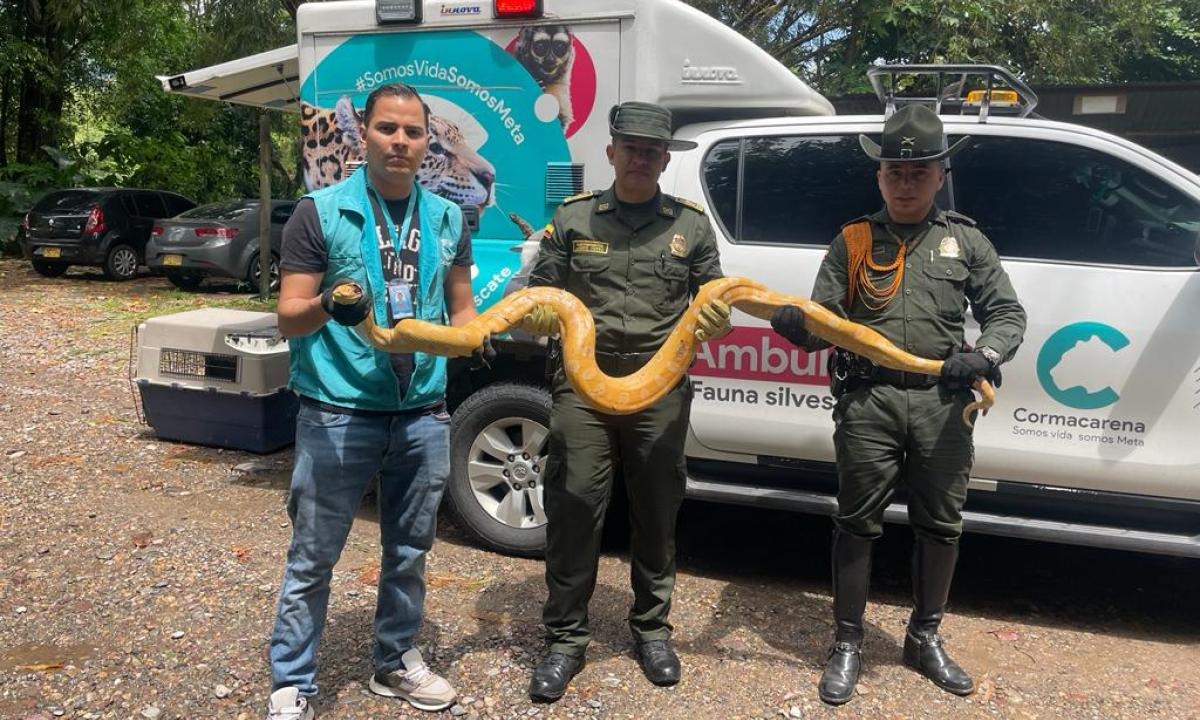 ¡Qué tristeza! Primera anaconda albina hallada en Colombia fue atacada a cuchillo