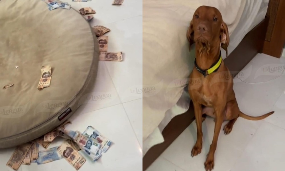 Juguetón perrito le destruyó los ahorros a su dueña ¿Será que lo perdonan?