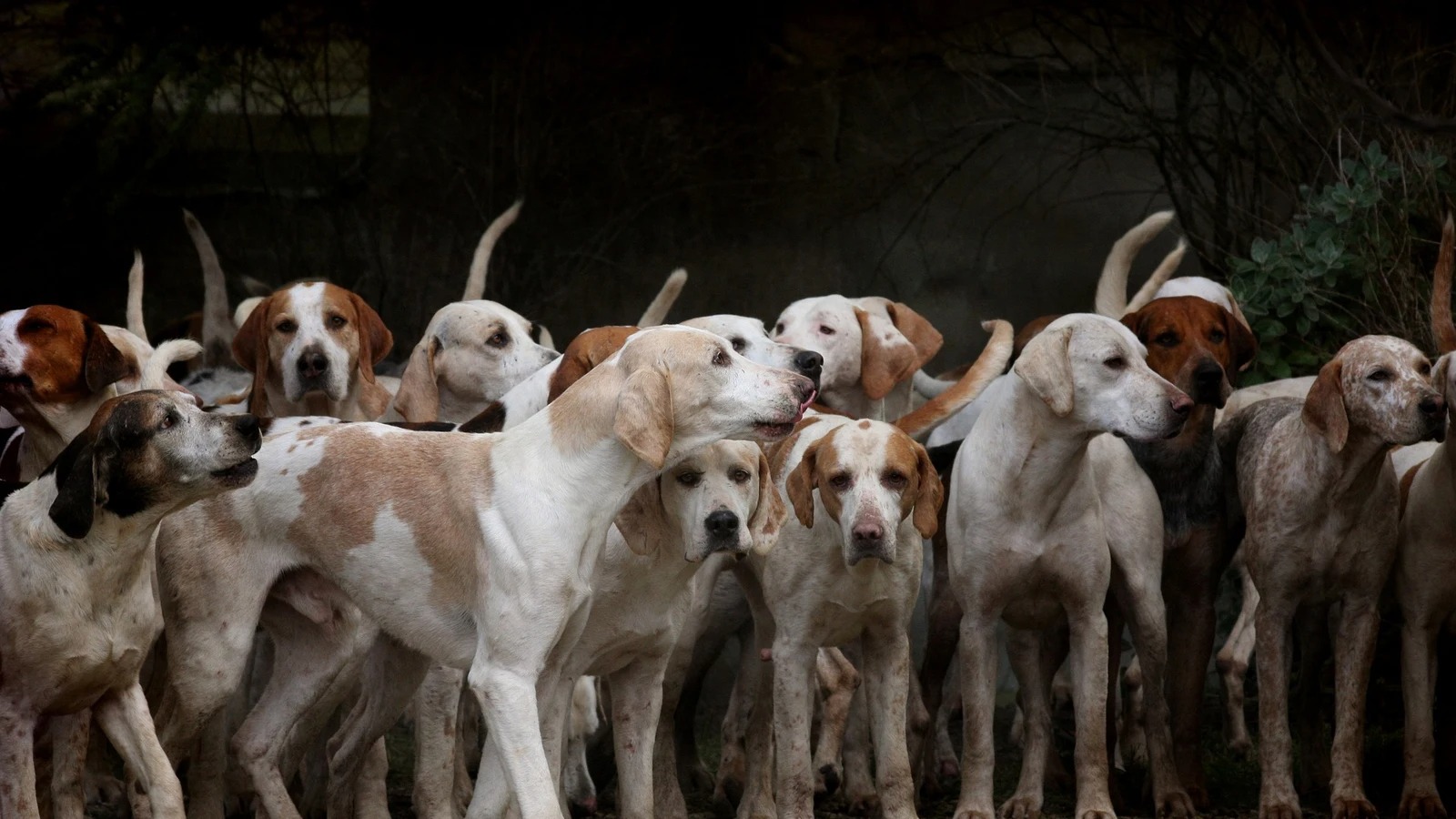 Que se haga justicia, un zoólogo se declaró culpable de violar, torturar y matar a decenas de perros