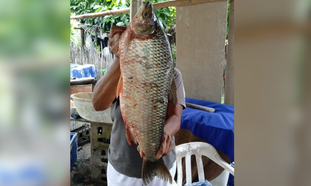 ¡Bendito Dios! En Ayapel atrapan a un bocachico de más de 20 libras