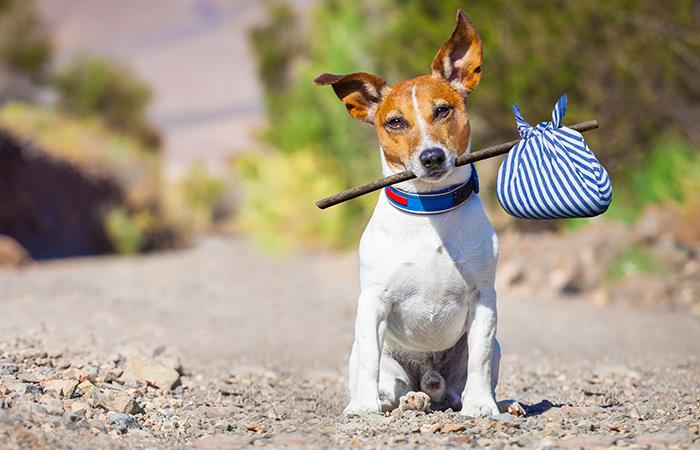 Los colombianos tendrían que hacer un curso para tener mascotas ¿Usted lo haría?