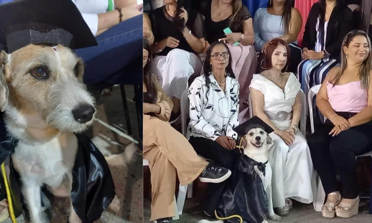 ¡Qué ternura! Con toga y birrete colegio graduó a perrita que acompañó 4 años a egresados