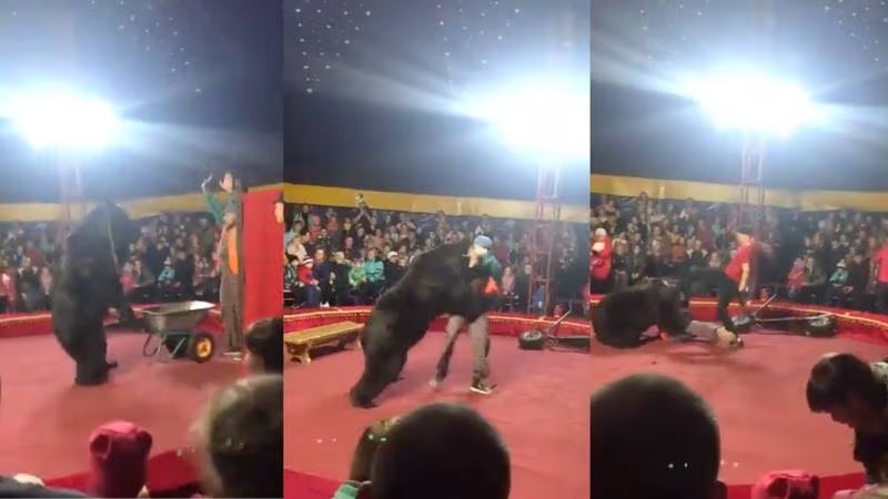 «No al maltrato animal»: oso sometido a situación de estrés atacó a su domador en pleno show