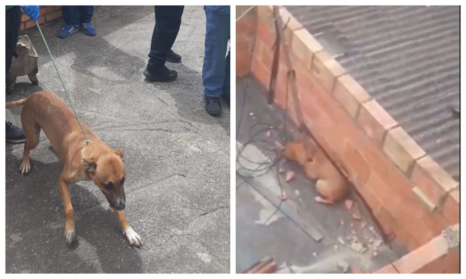 Estremecedor video: Wanda, una perrita que era golpeada con ladrillos por su cruel dueño tuvo un final feliz