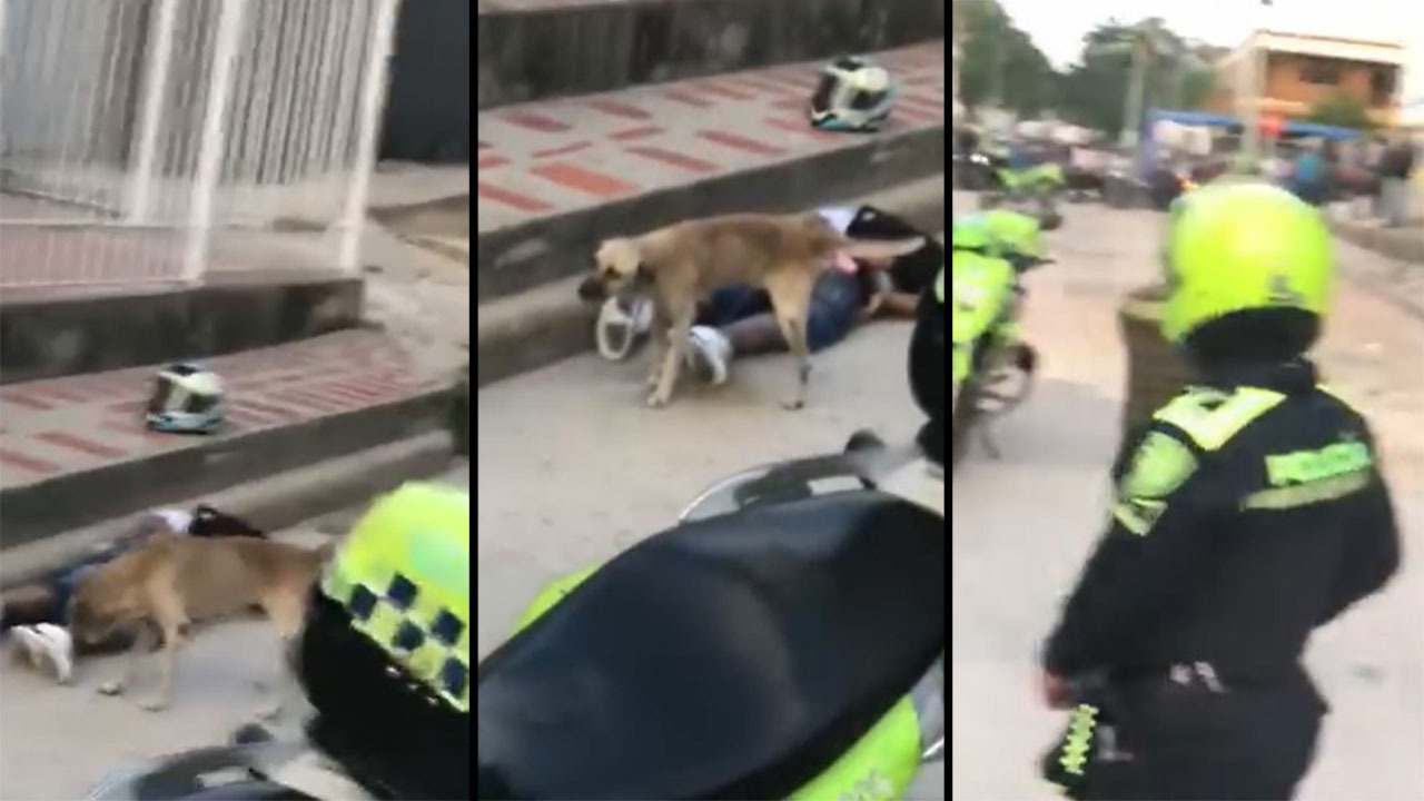 ¿Justicia animal? Perro orinó a un ladrón de celulares en medio de su captura y se hace viral