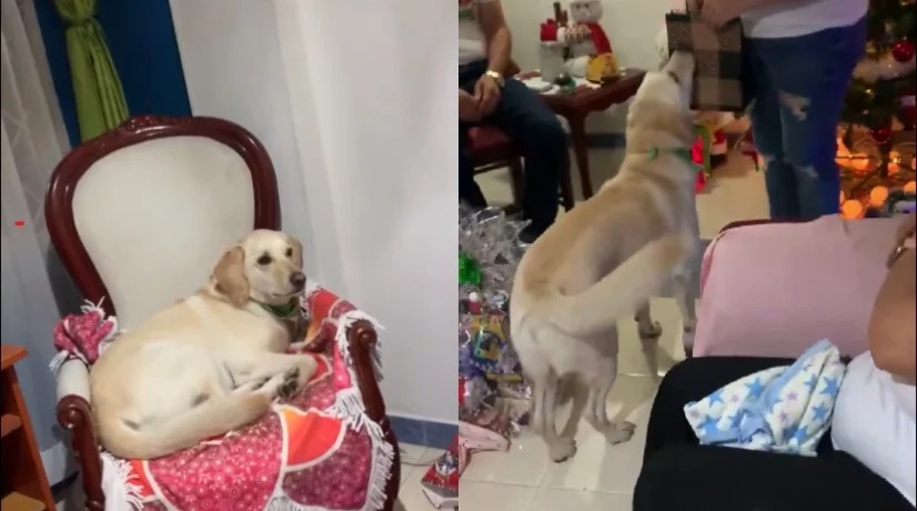 ¡Qué ternura! A perrito le dieron su regalo de navidad y su reacción se hace viral en las redes