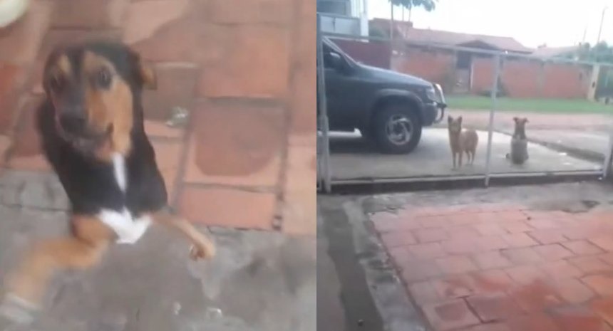 Perrito pide permiso para salir a jugar con sus “perriamigos”