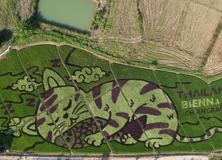 ¡Todo un artista! Granjero convirtió sus campos de arroz en gigantescas y tiernas figuras de gatitos