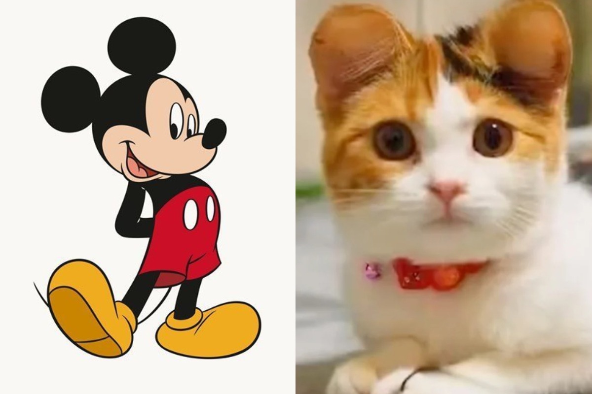 Controversia por supuesta ‘moda’ de cortarle las orejas a los gatos para que parezcan ‘Micky Mouse’