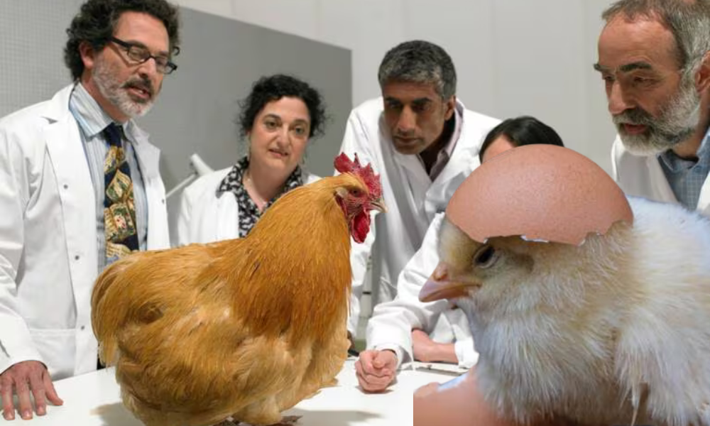 ¿Qué fue primero, el huevo o la gallina?: La Inteligencia Artificial tiene la respuesta