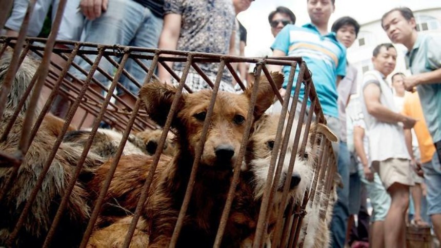 Ya era hora: será prohibido comer y comercializar carne de perro en Corea del Sur