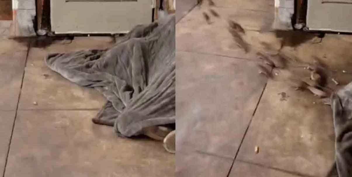 “Impactante y asqueroso”: decenas de ratas salen de la manta de un vagabundo